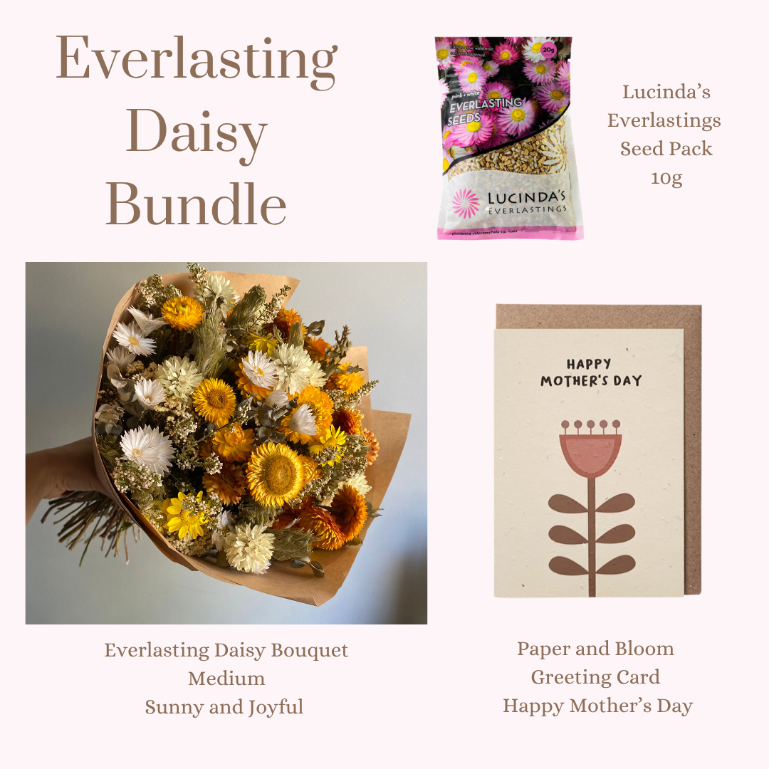 Everlasting Daisy Bundle - MEDIUM