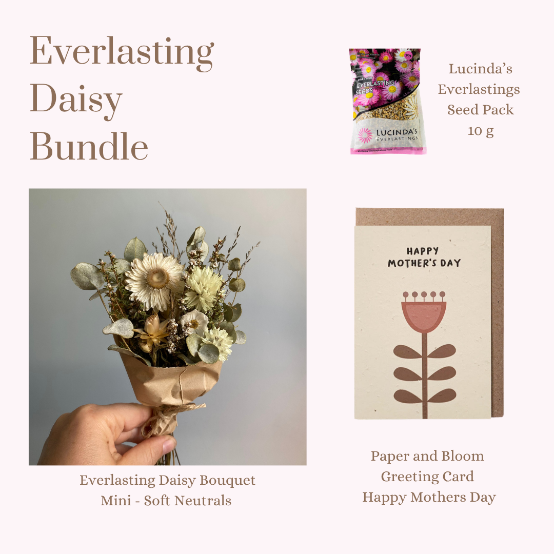 Everlasting Daisy Bundle - MINI