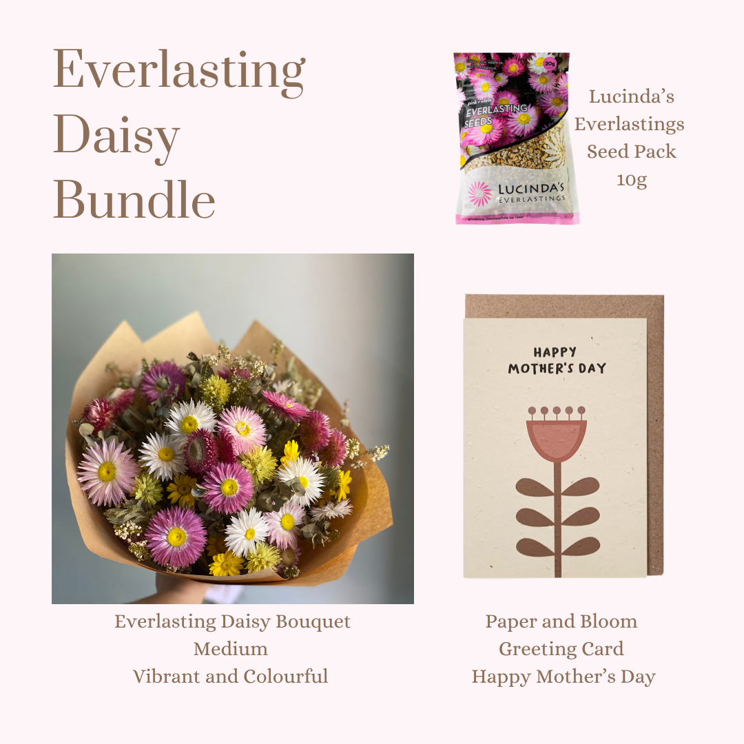 Everlasting Daisy Bundle - MEDIUM