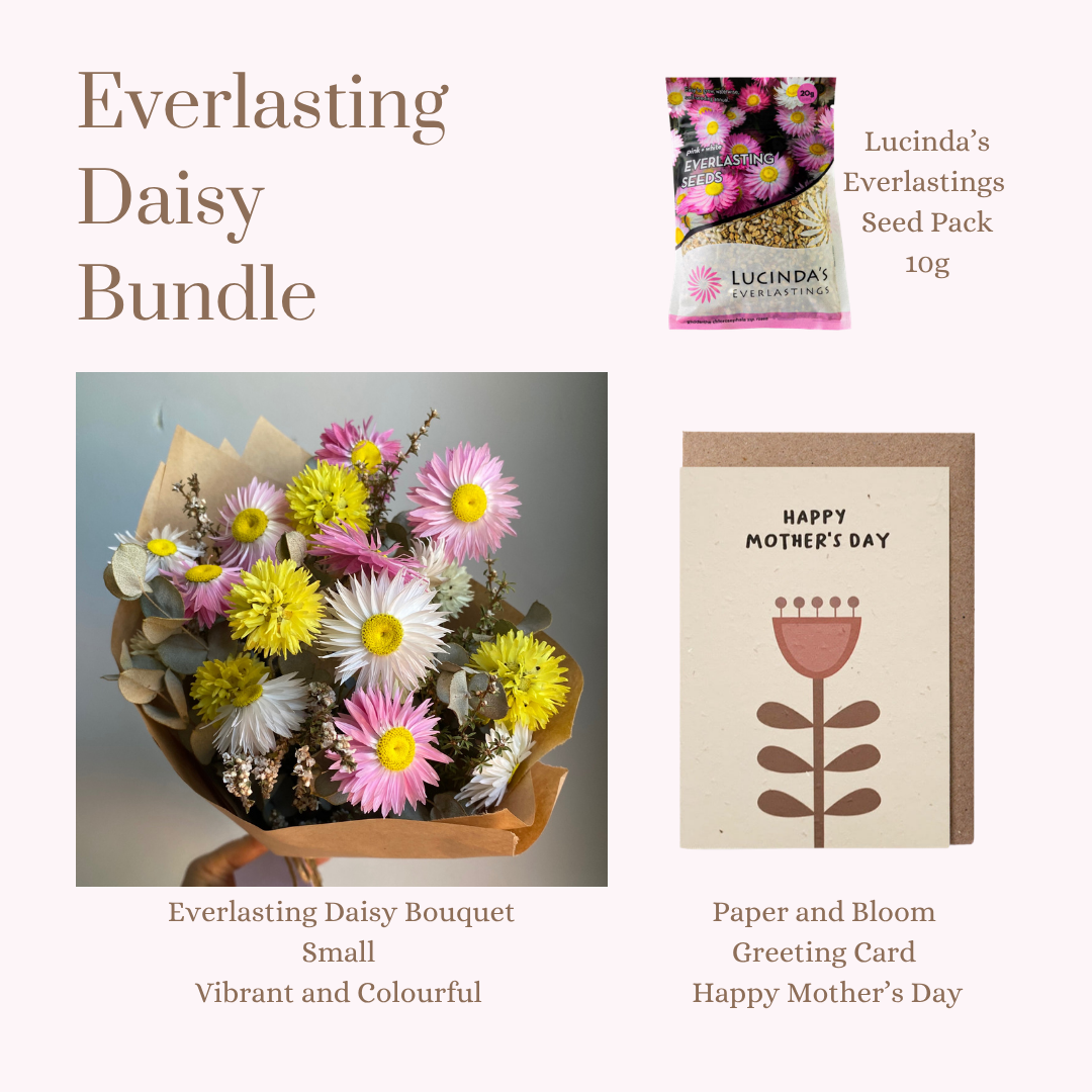 Everlasting Daisy Bundle - SMALL