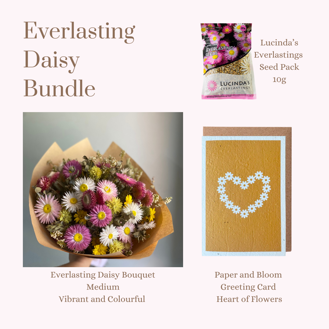Everlasting Daisy Bundle - MEDIUM