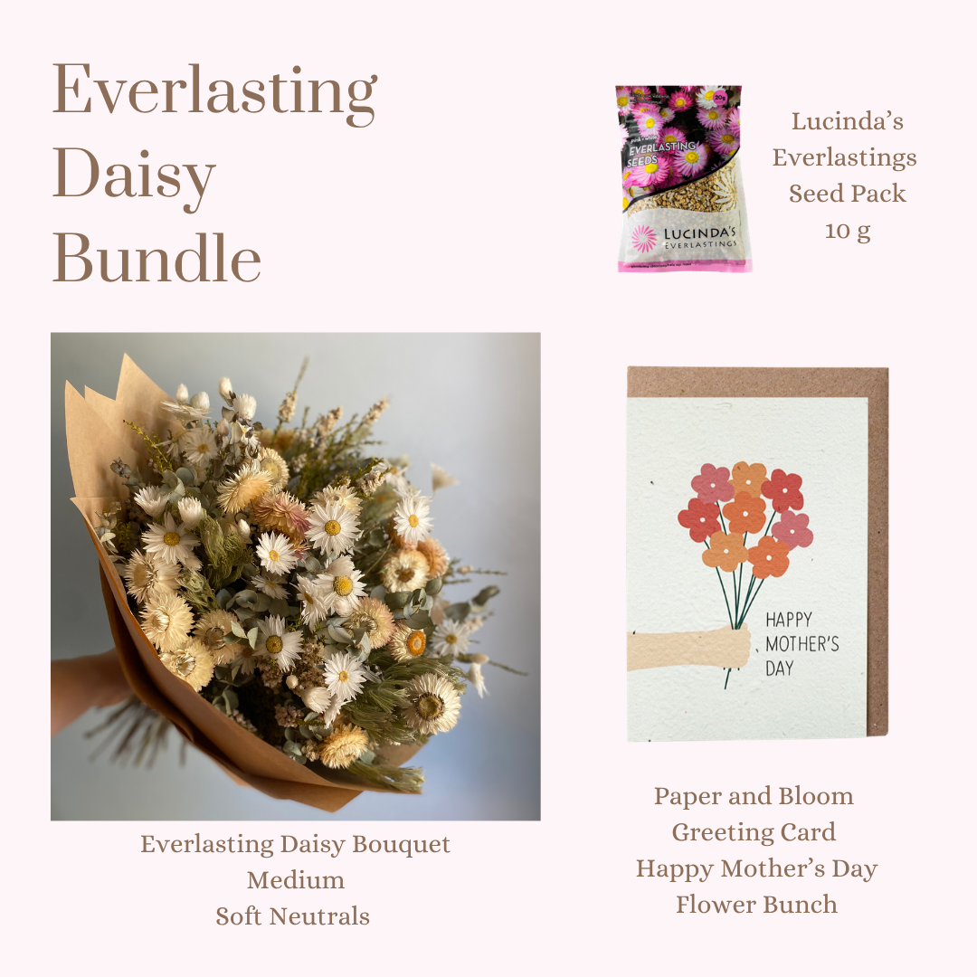 Everlasting Daisy Bundle - MEDIUM