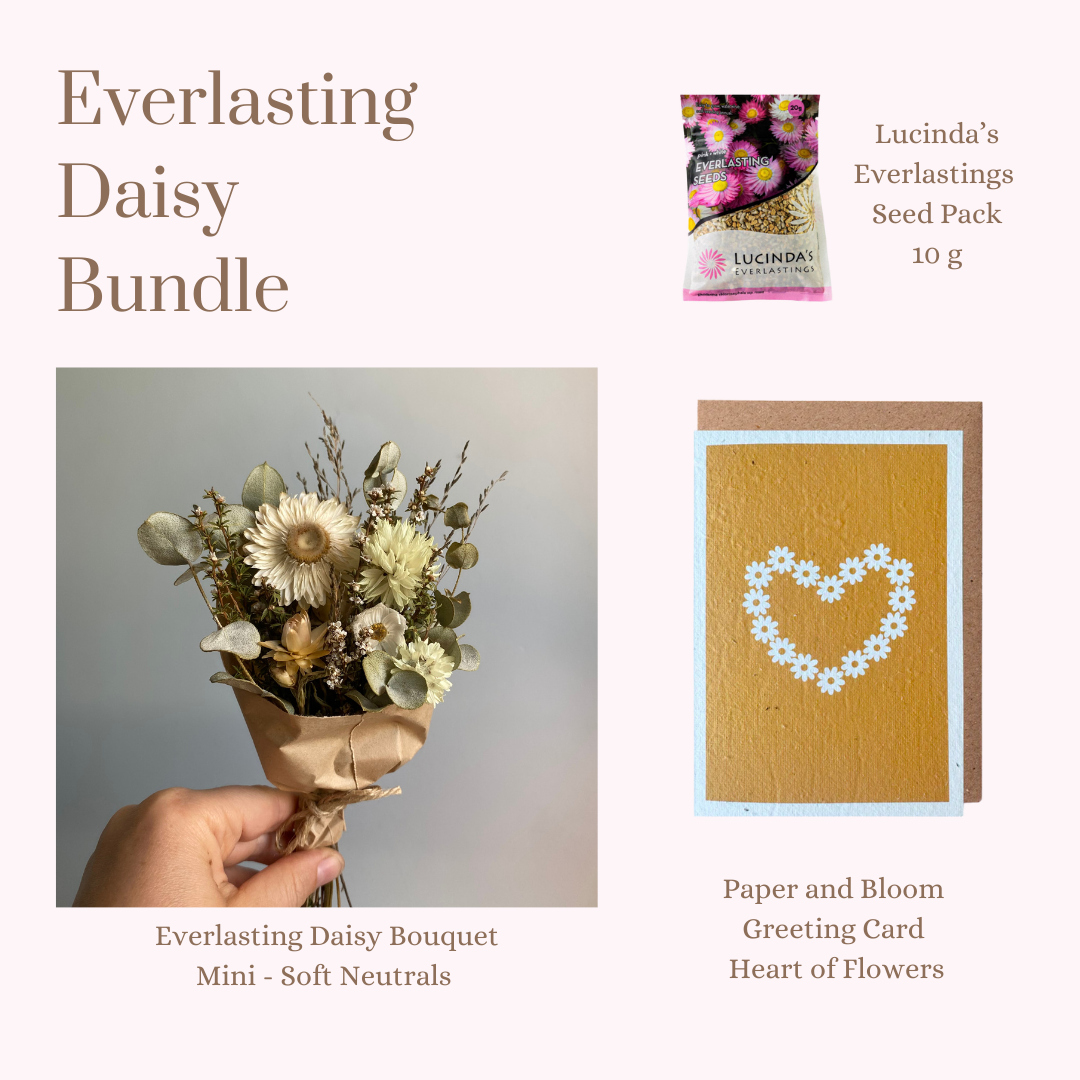 Everlasting Daisy Bundle - MINI
