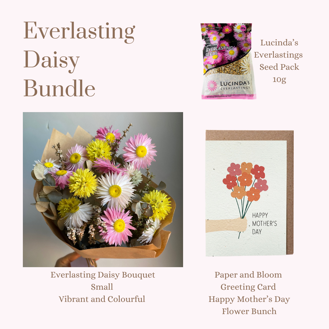 Everlasting Daisy Bundle - SMALL