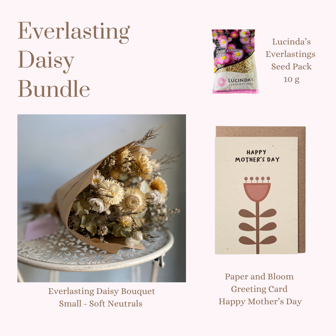 Everlasting Daisy Bundle - SMALL