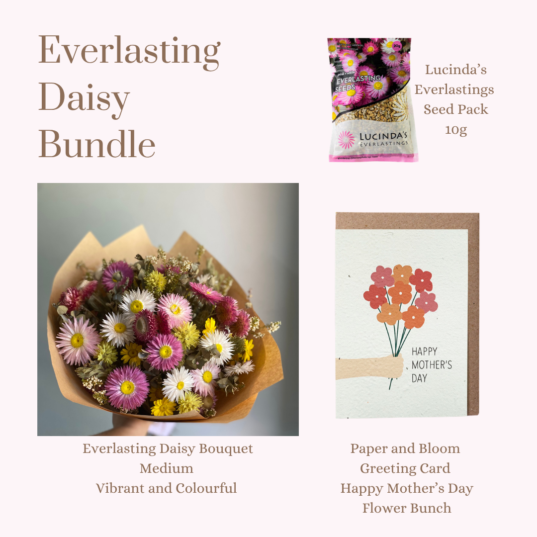 Everlasting Daisy Bundle - MEDIUM