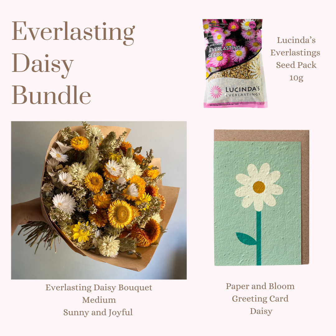 Everlasting Daisy Bundle - MEDIUM