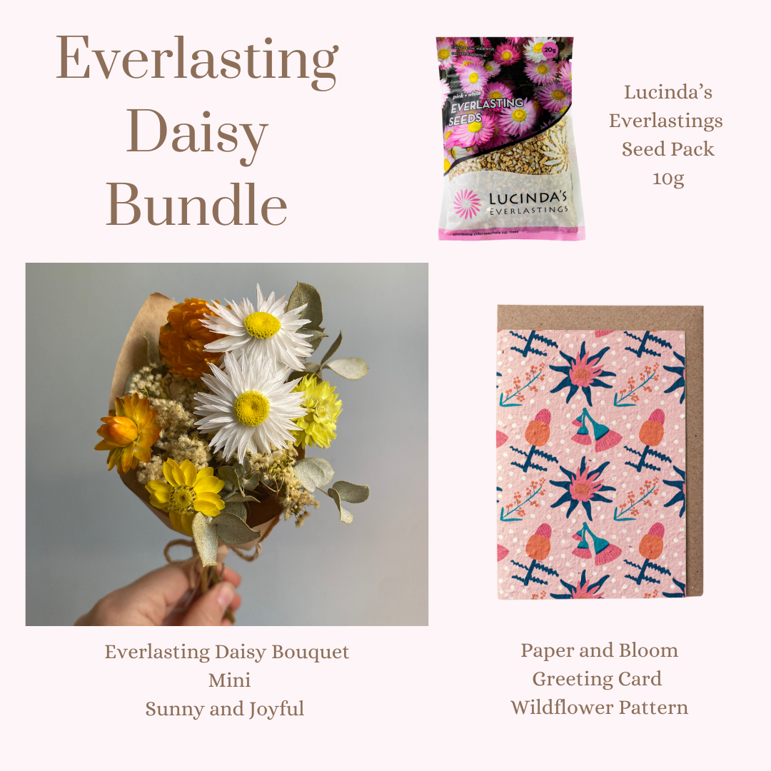 Everlasting Daisy Bundle - MINI