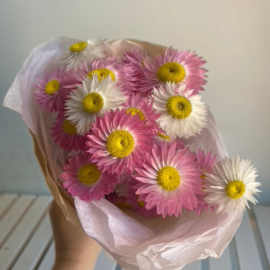 Pink and White Everlasting Daisies