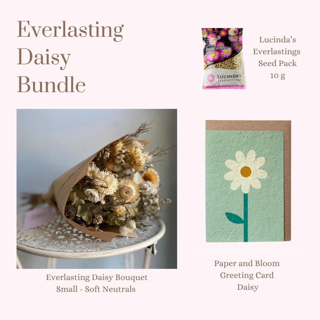 Everlasting Daisy Bundle - Small
