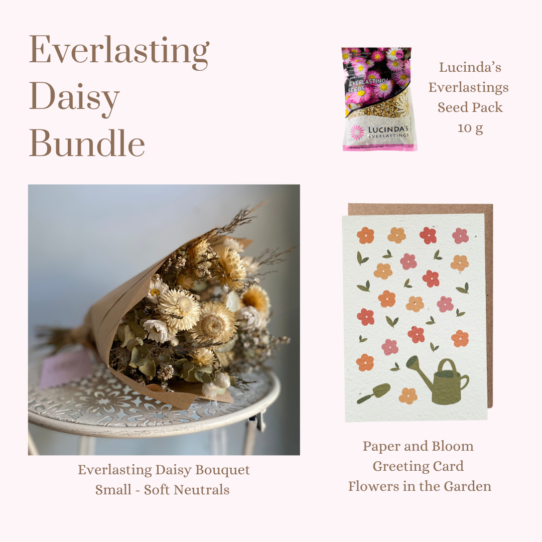 Everlasting Daisy Bundle - Small