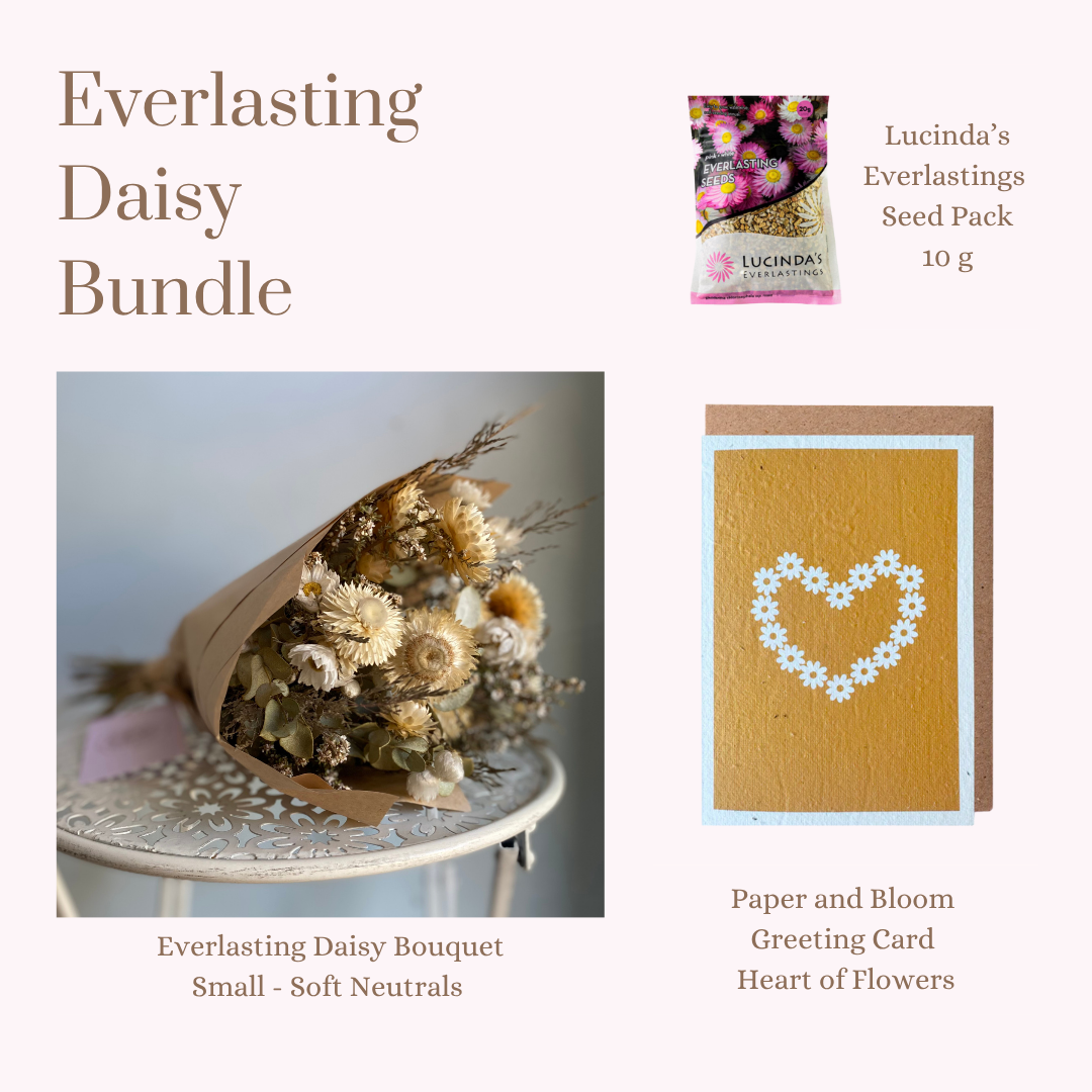 Everlasting Daisy Bundle - Small