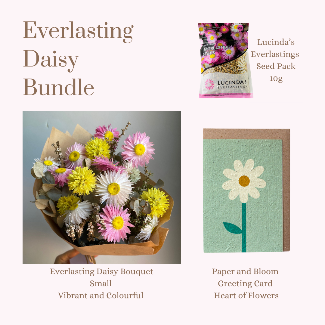 Everlasting Daisy Bundle - Small