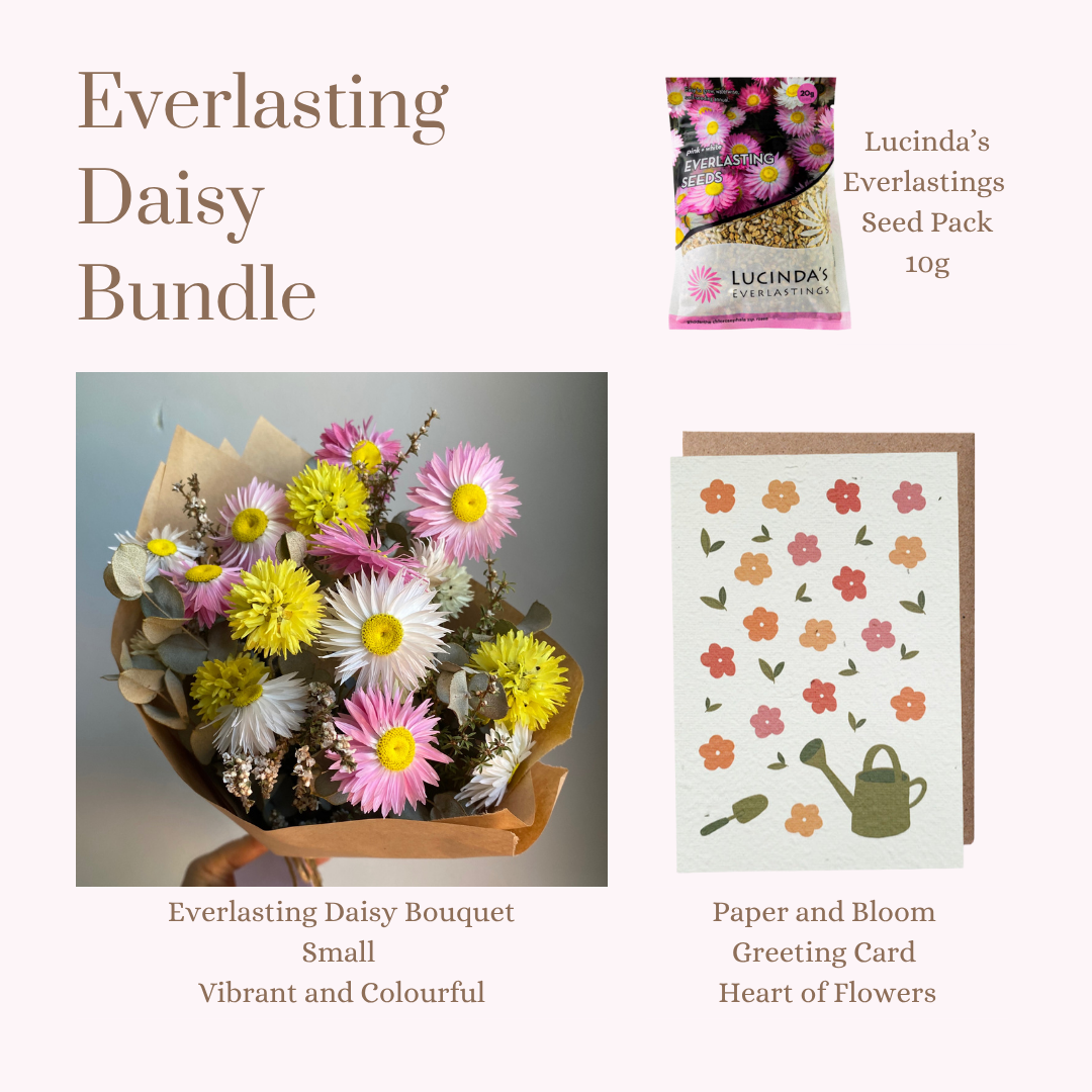 Everlasting Daisy Bundle - Small