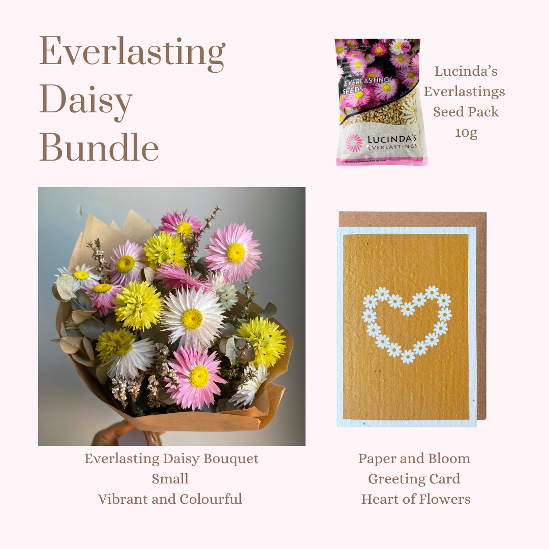 Everlasting Daisy Bundle - Small