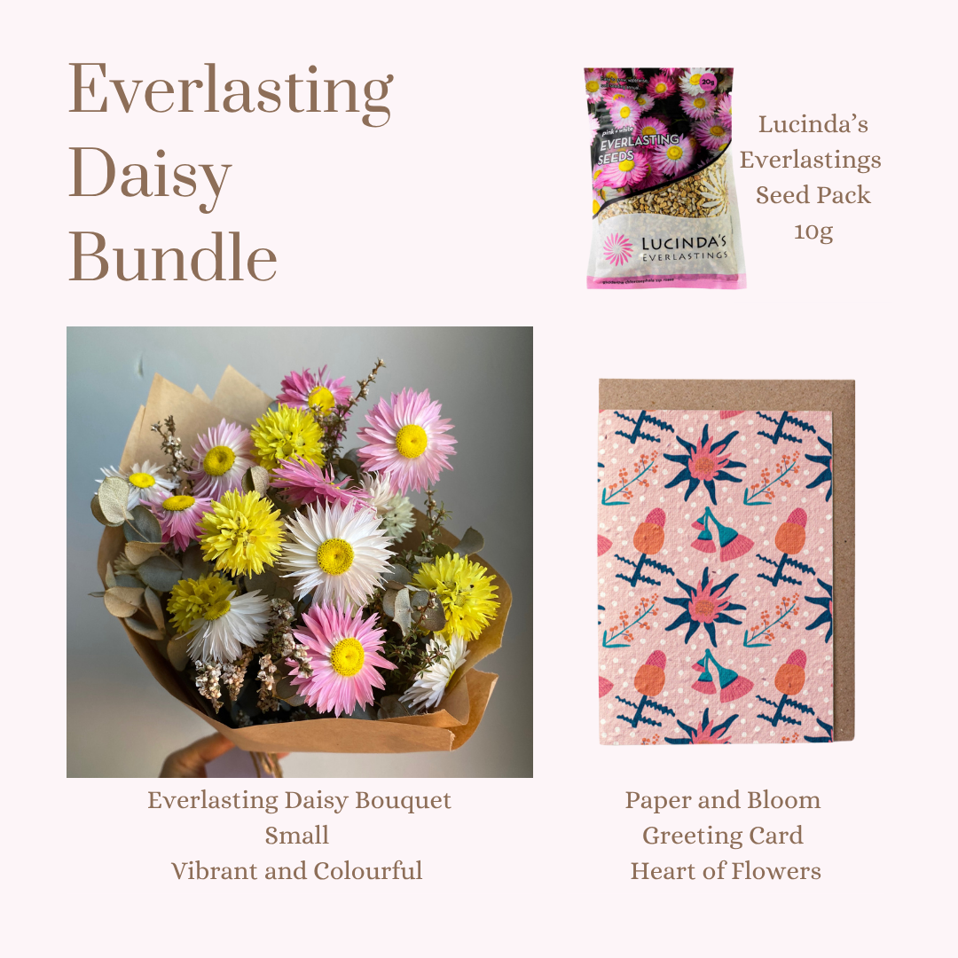 Everlasting Daisy Bundle - Small