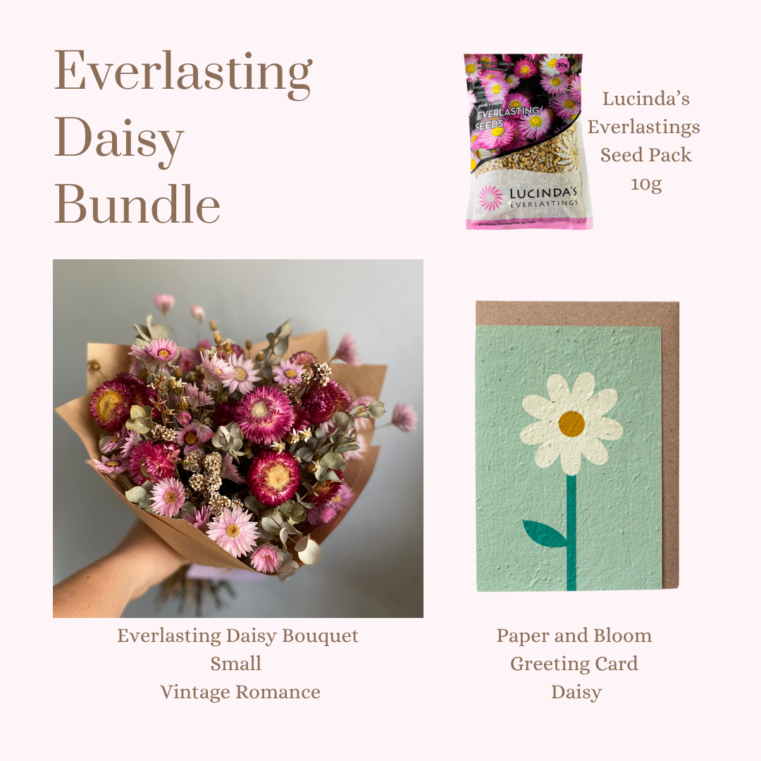 Everlasting Daisy Bundle - Small