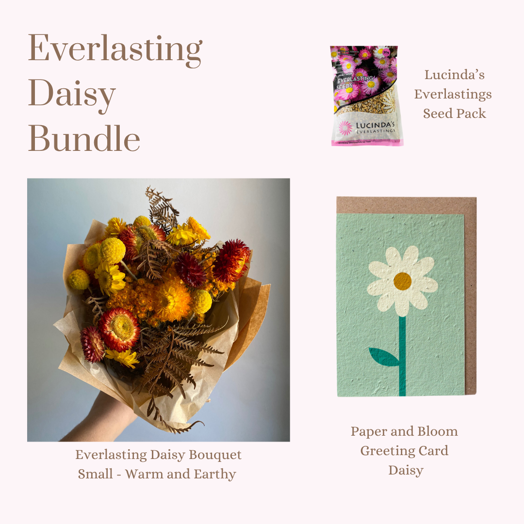 Everlasting Daisy Bundle - Small