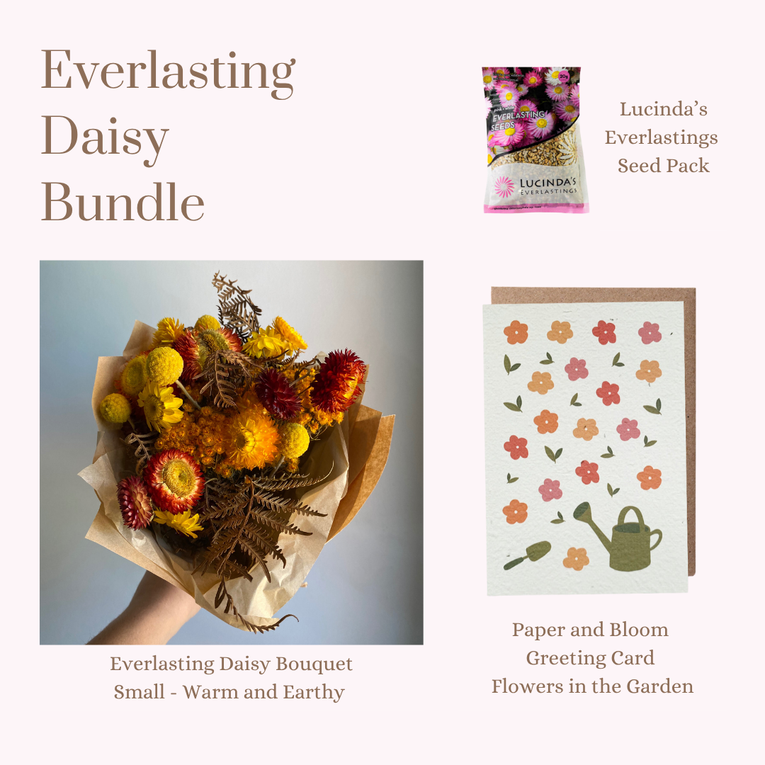 Everlasting Daisy Bundle - Small