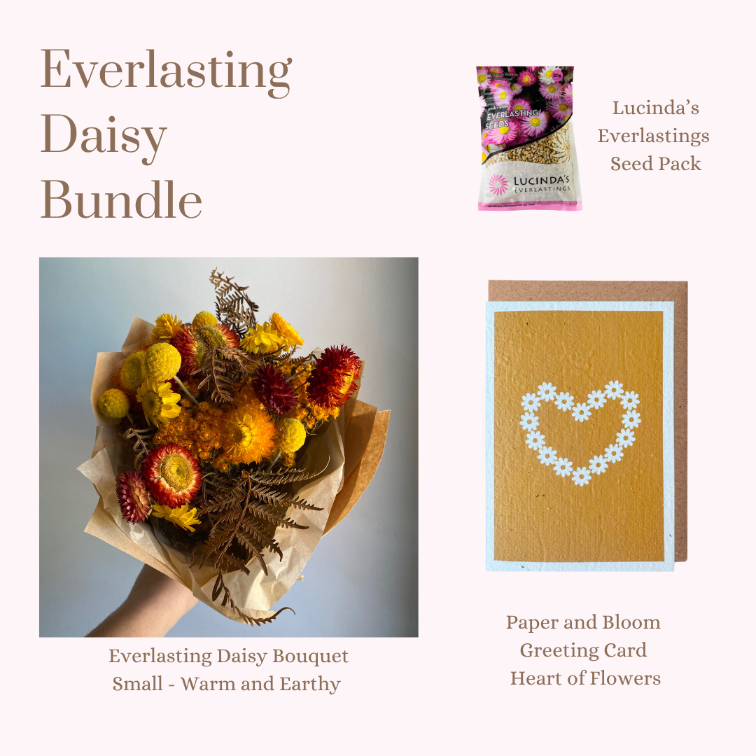 Everlasting Daisy Bundle - Small