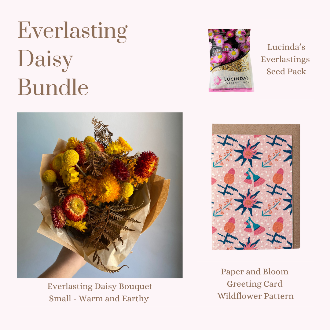 Everlasting Daisy Bundle - Small