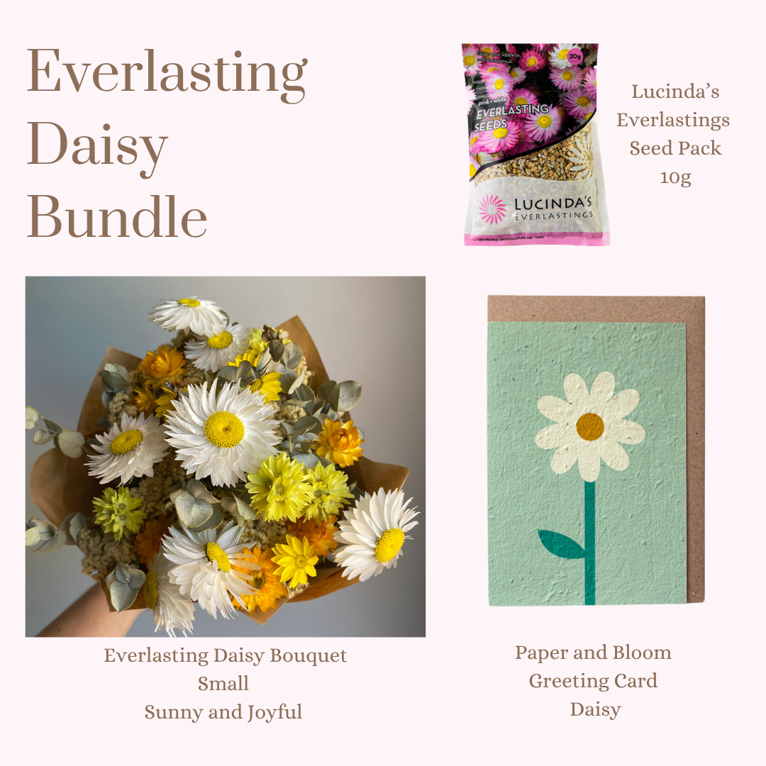 Everlasting Daisy Bundle - Small