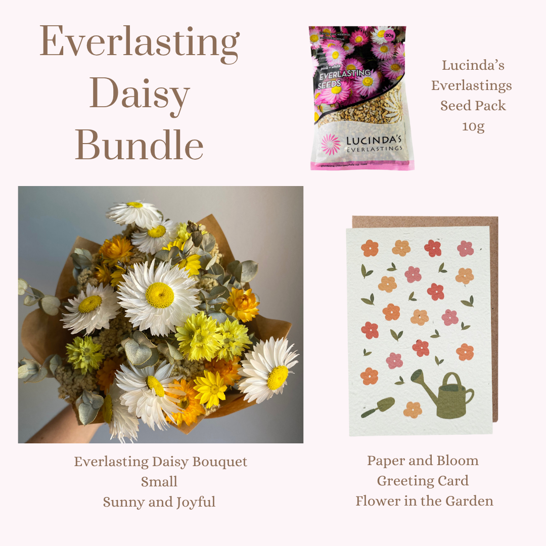 Everlasting Daisy Bundle - Small