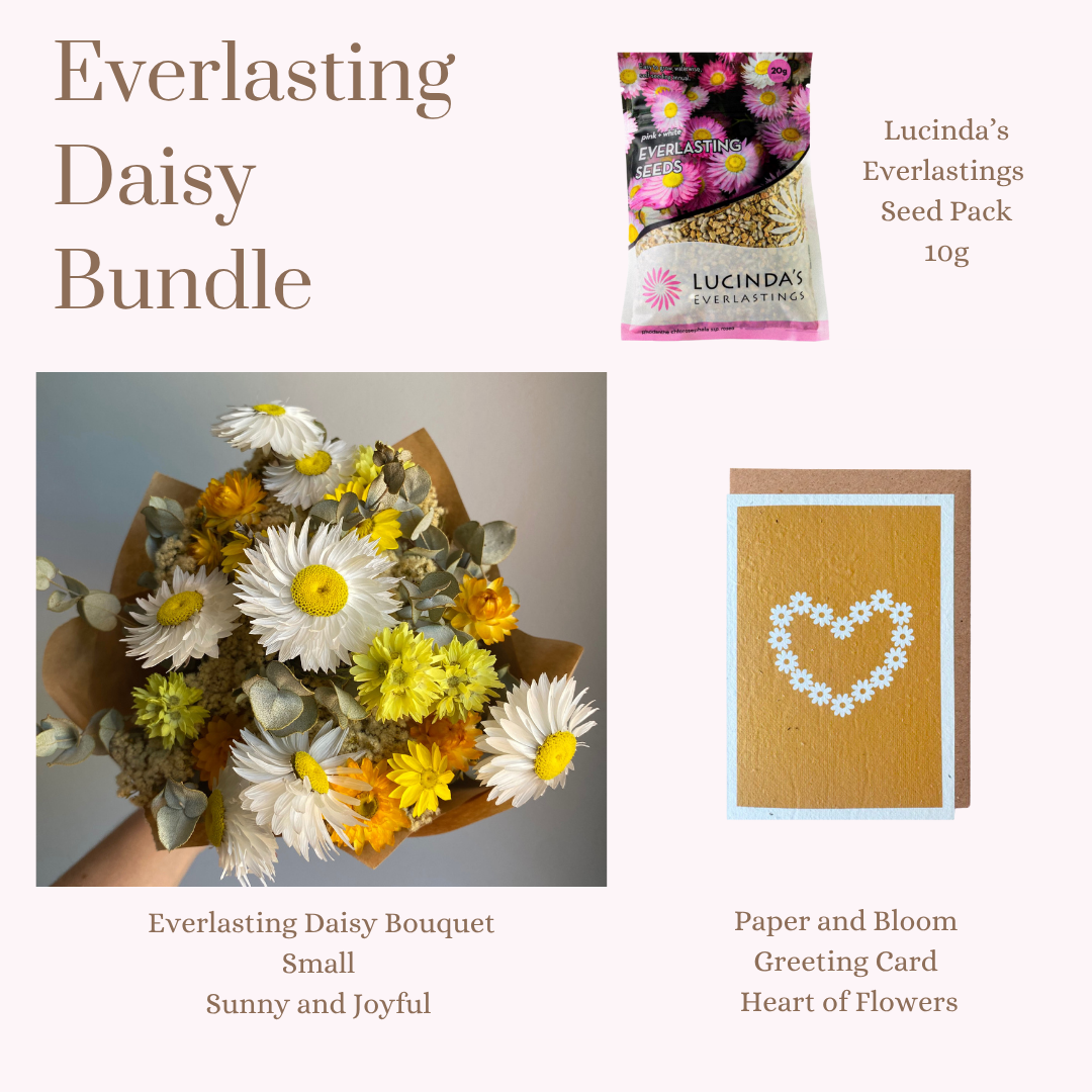 Everlasting Daisy Bundle - Small