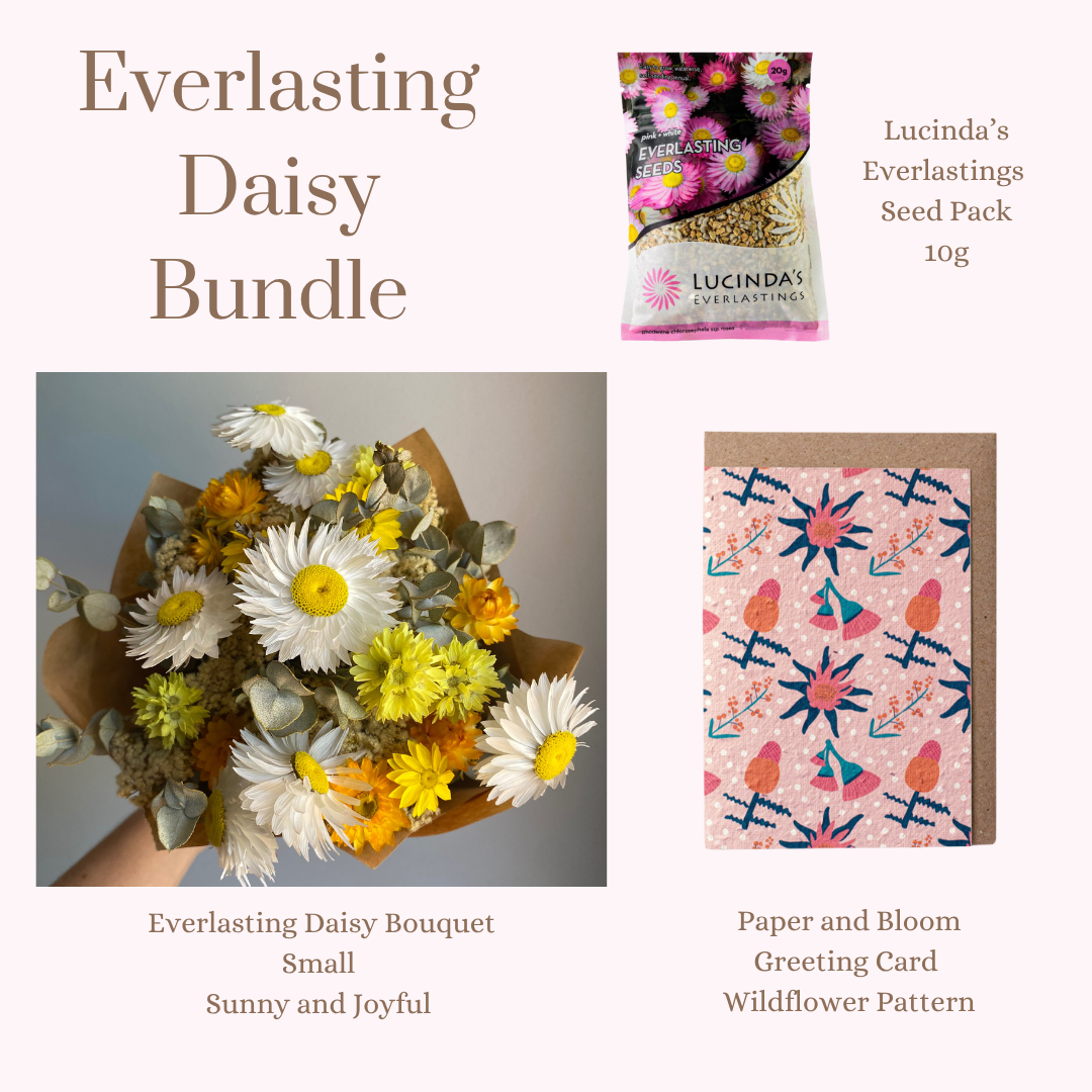 Everlasting Daisy Bundle - Small
