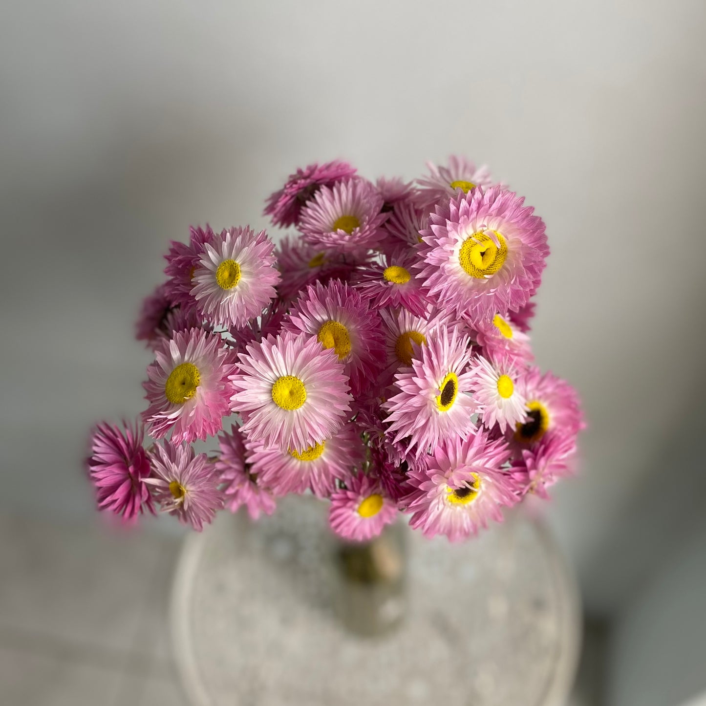 Pink Everlasting Daisy Bouquet