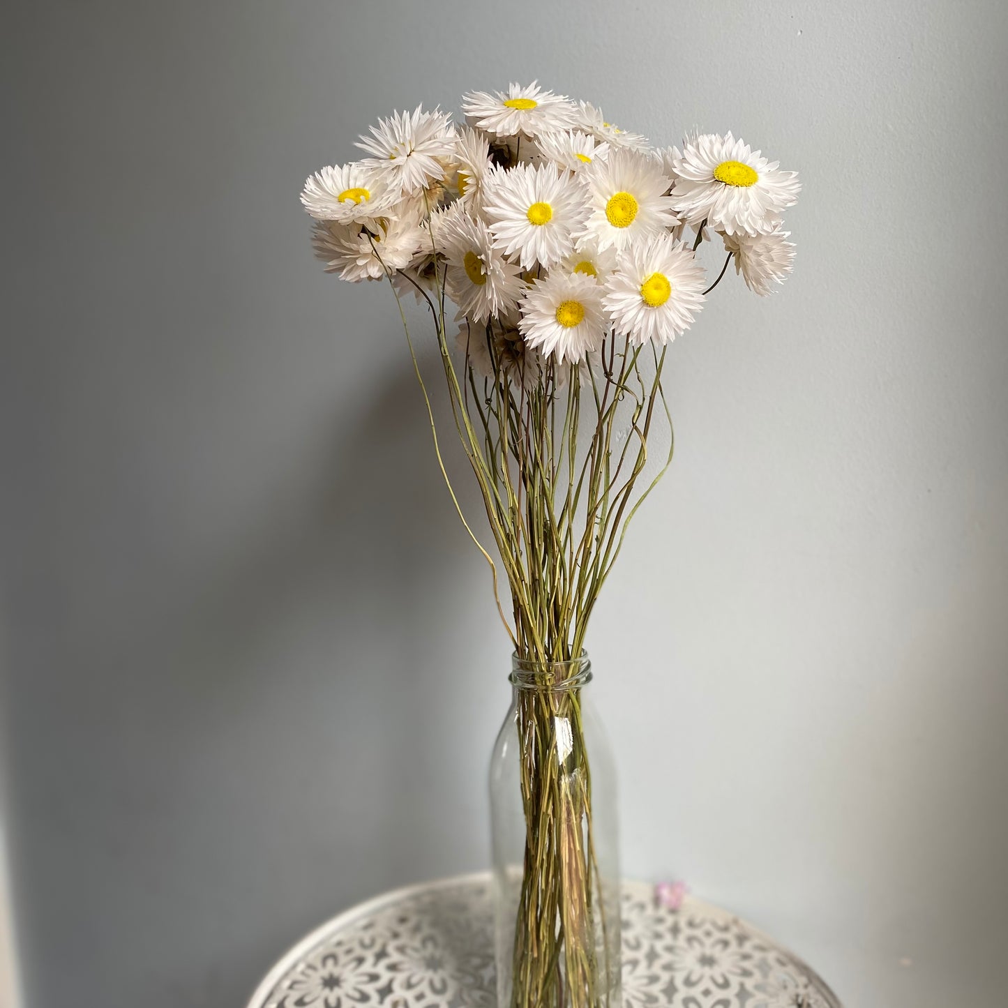 White Everlasting Daisies