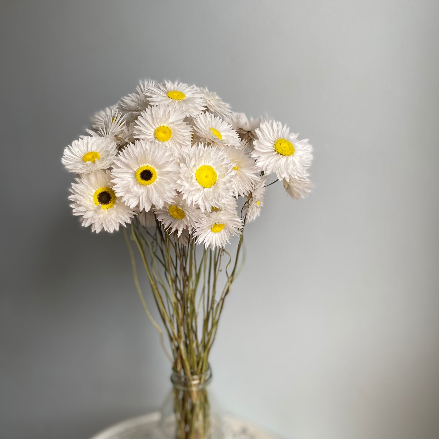 White Everlasting Daisies