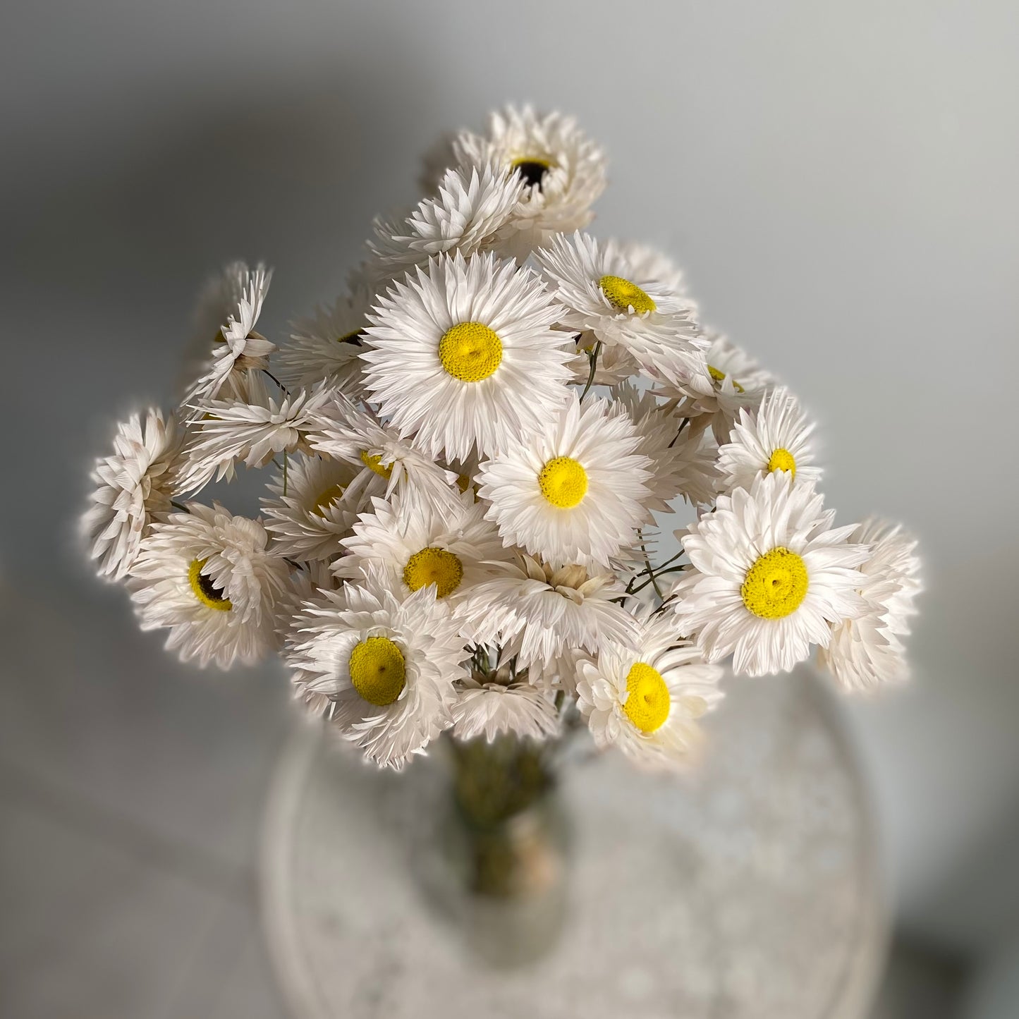 White Everlasting Daisies