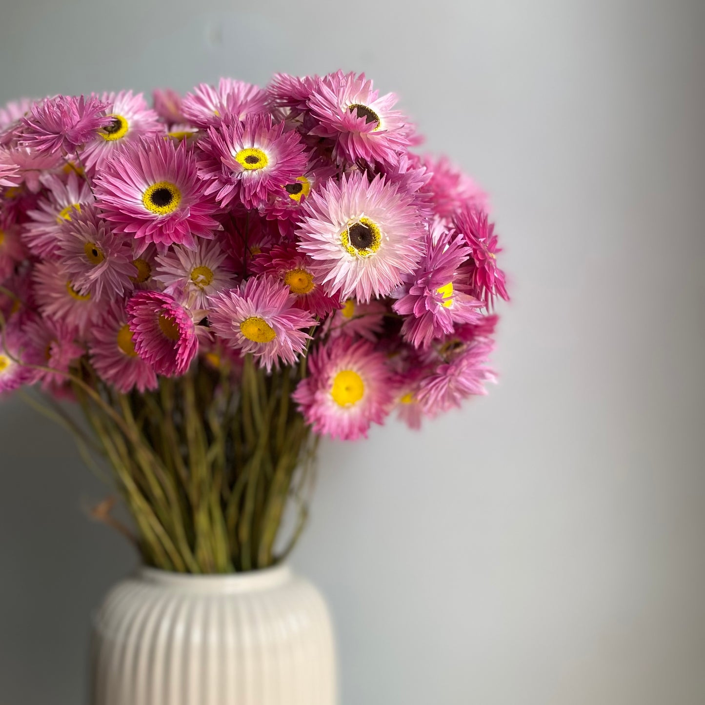 Pink Everlasting Daisy Bouquet