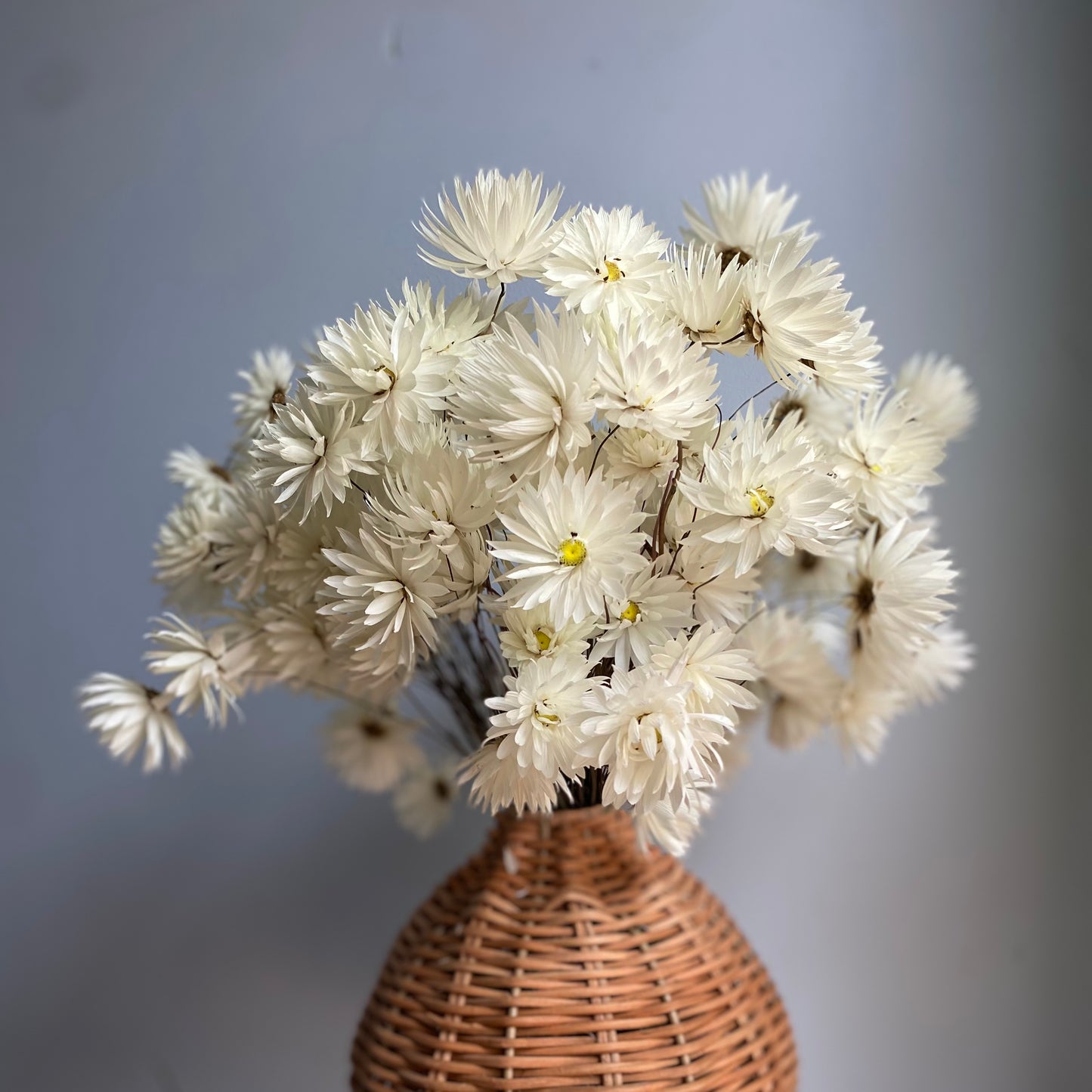 Splendid Everlasting Daisy Bouquet