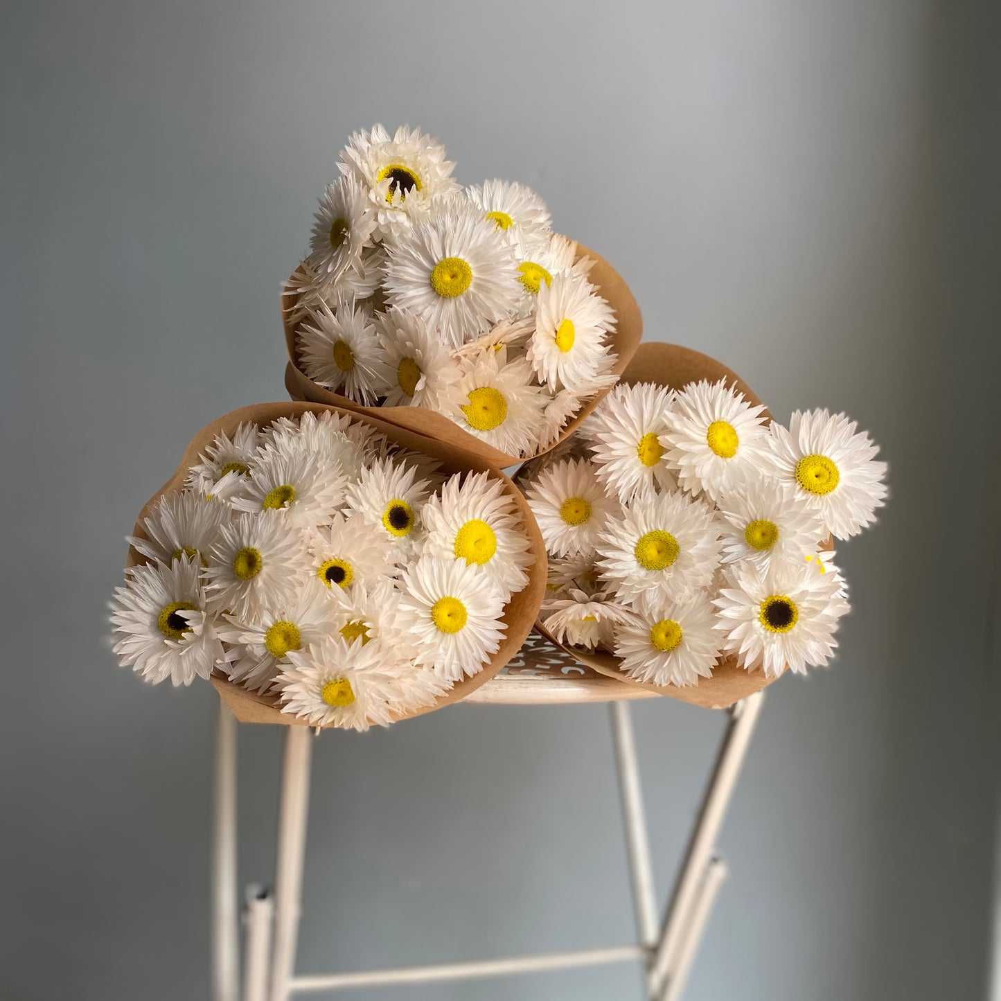 White Everlasting Daisies