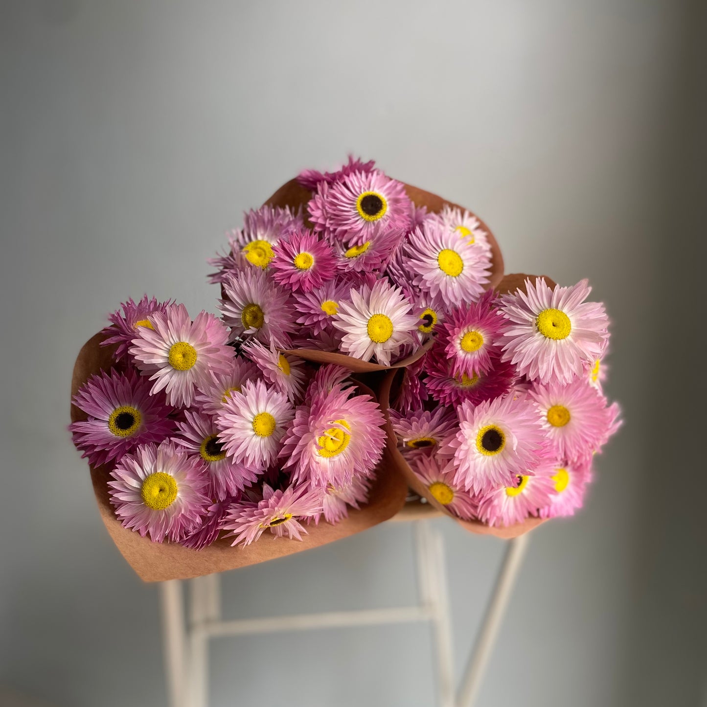Pink Everlasting Daisy Bouquet