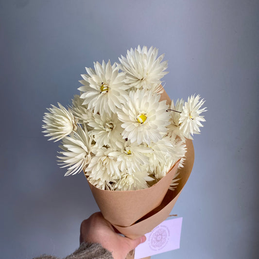 Splendid Everlasting Daisy Bouquet