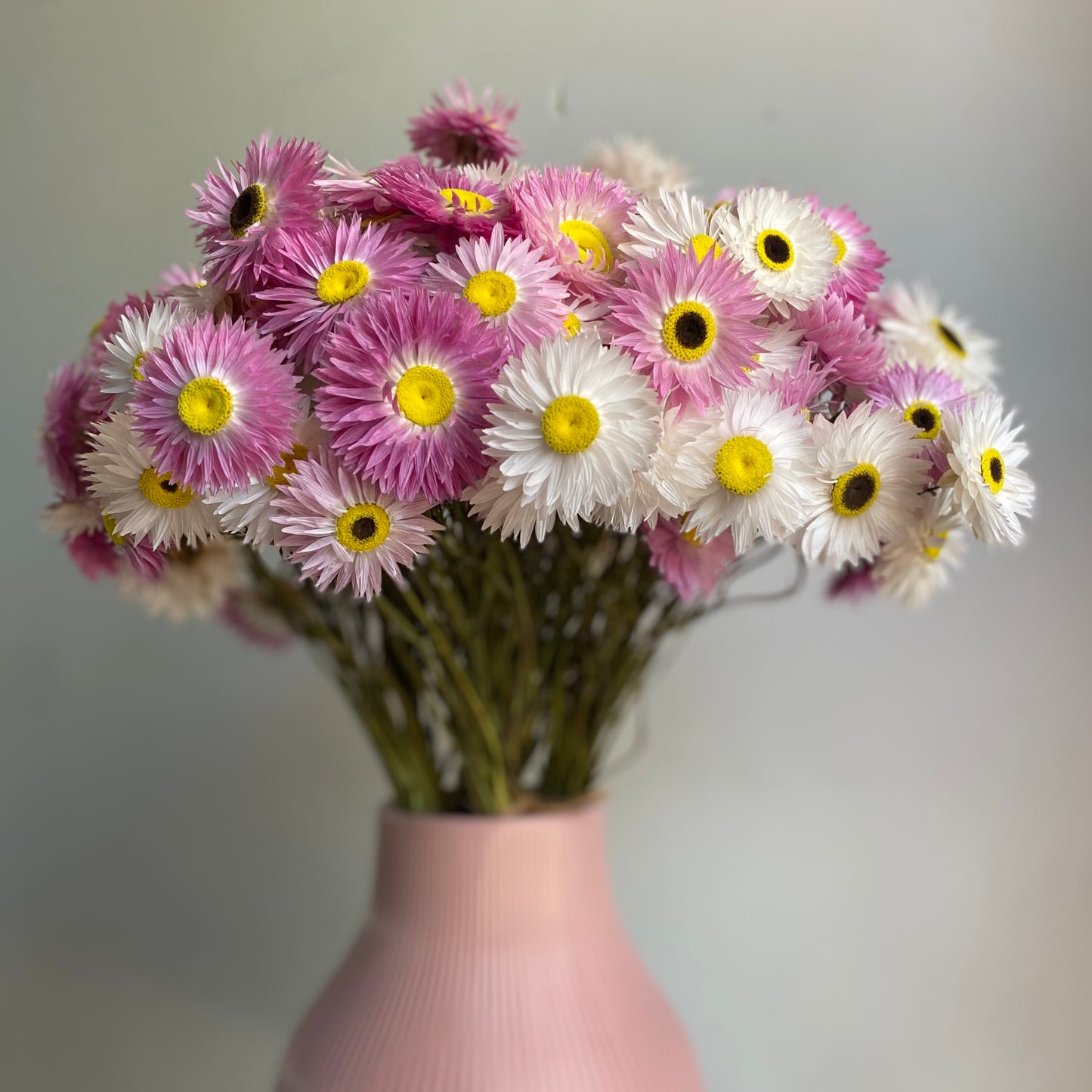 Pink and White Everlasting Daisy Bouquet
