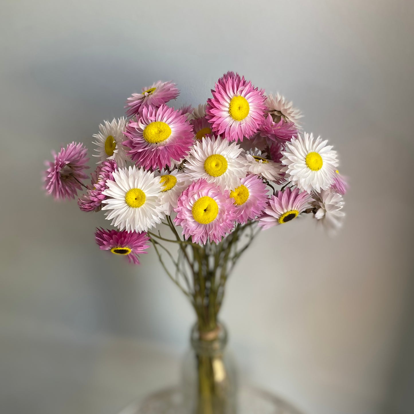 Pink and White Everlasting Daisy Bouquet