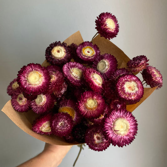Deep Magenta Strawflower Bouquet