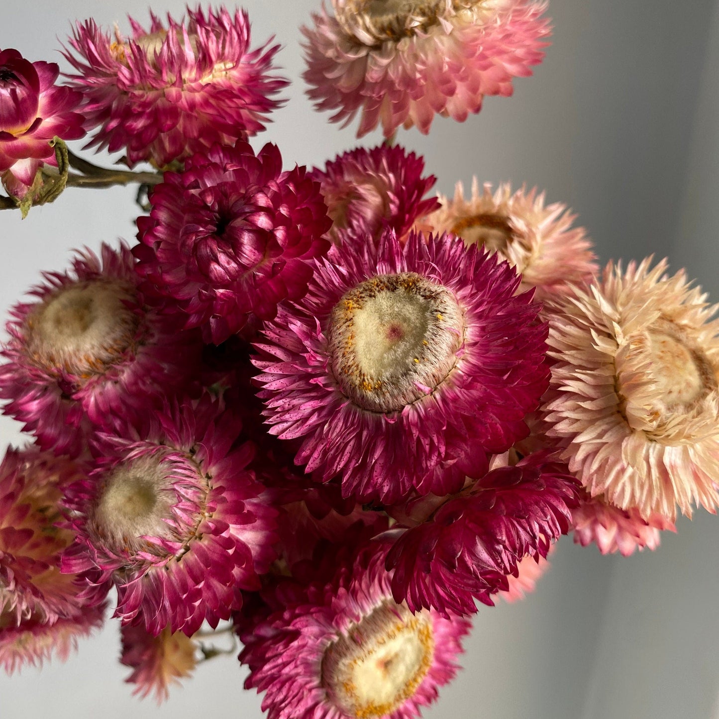 Pink Strawflower Bouquet