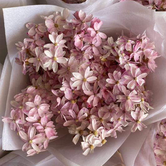 Pink Cluster Daisy Bouquet