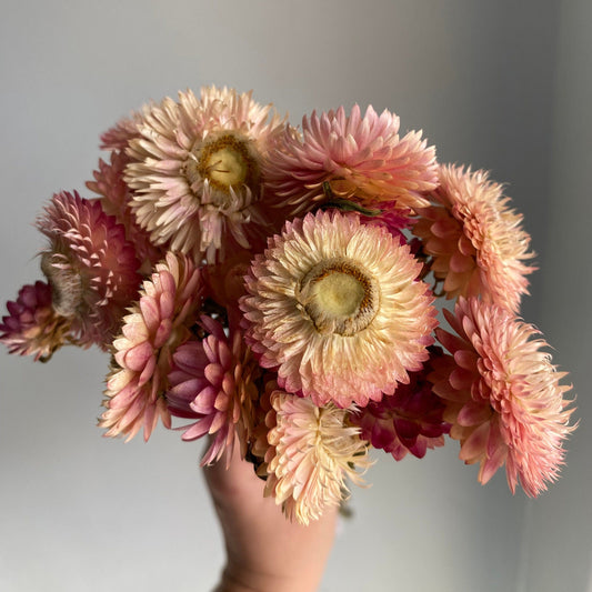 Silvery Rose Strawflower Bouquet