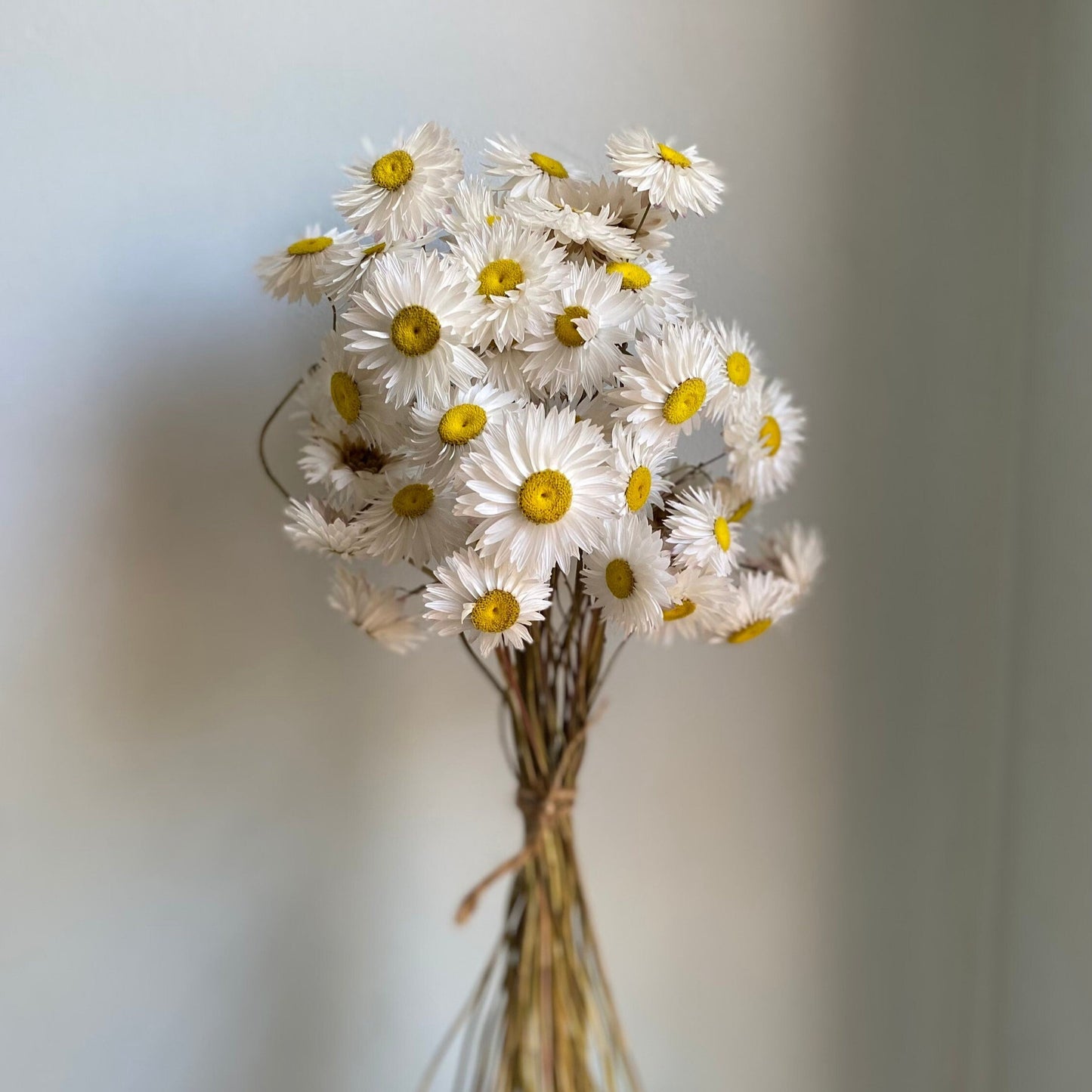 White Everlasting Daisies